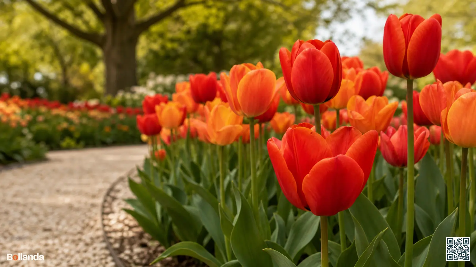 Border met grote rode en oranje Darwin-hybride tulpen op hoge stevige stelen in een voorjaarstuin.