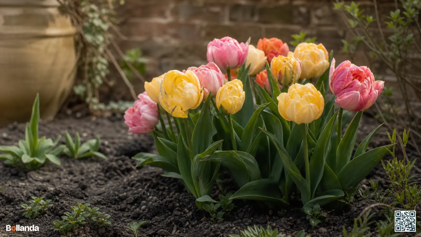 Dubbele Vroege tulpen met volle, pioenachtige bloemen in geel en roze in een beschutte voorjaarsborder.