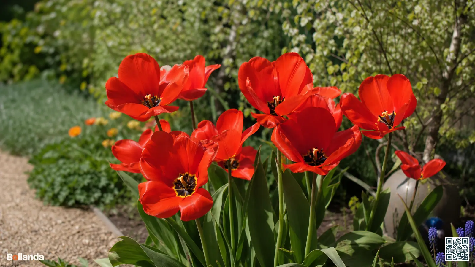 Grote rode Fosteriana emperor-tulpen wijd geopend in de voorjaarszon in een Nederlandse border.