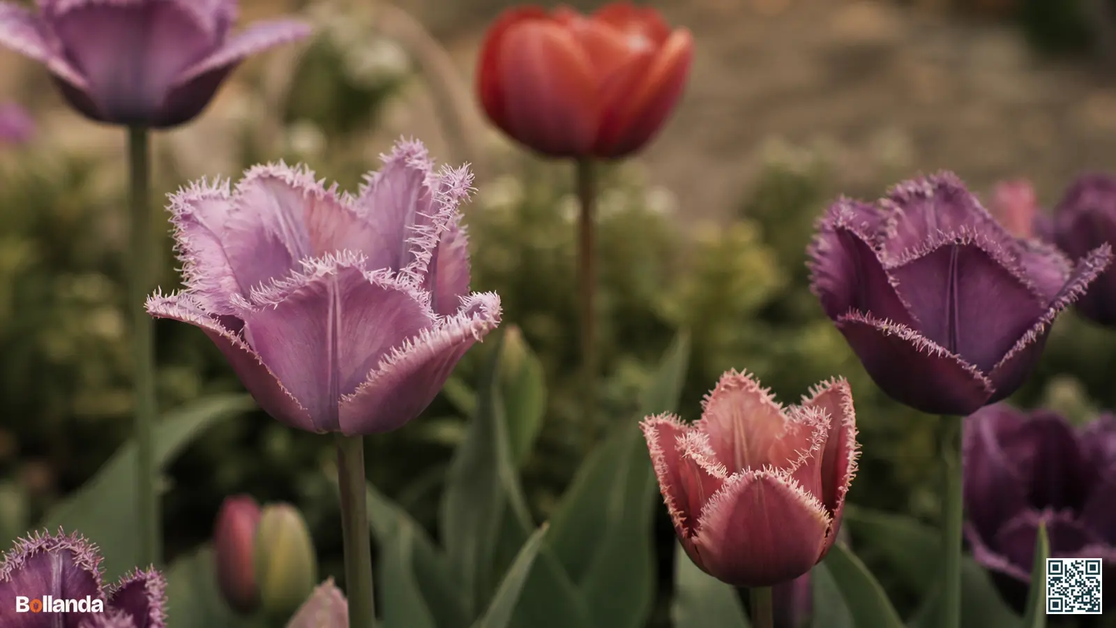 Close-up van gefranjerde tulpen met de fijne kristalachtige franjerand langs de bloembladeren in paars en rood.