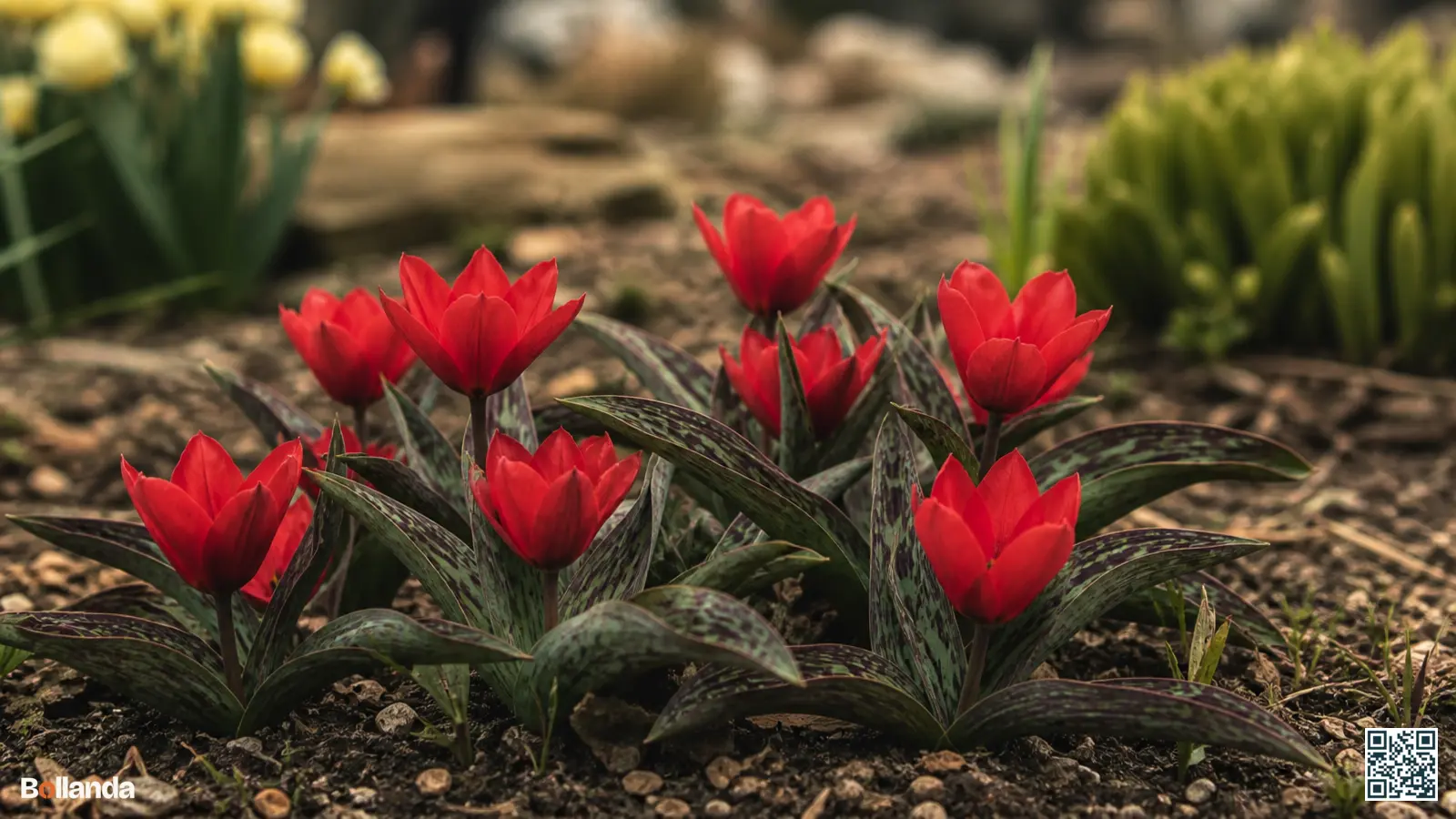 Lage Greigii tulpen met rode bloemen boven gestreept, gemarmerd blad in een voorjaarsborder.