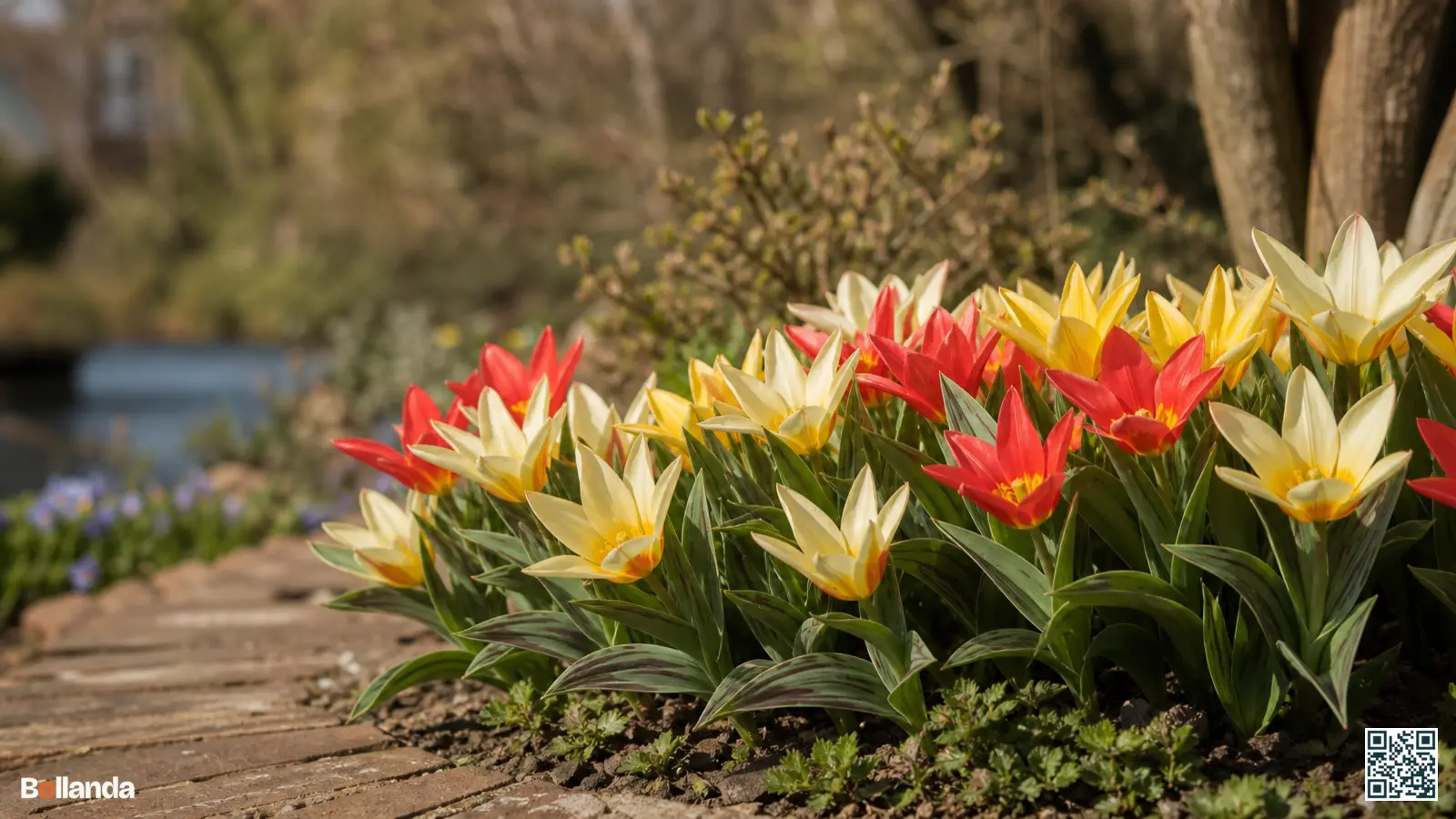 Lage Kaufmanniana tulpen die in de voorjaarszon plat openvallen als waterlelies in een border.