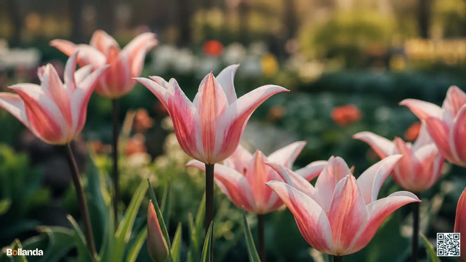 Roze en witte leliebloemige tulpen met spitse, naar buiten gebogen bloembladeren in een voorjaarsborder.