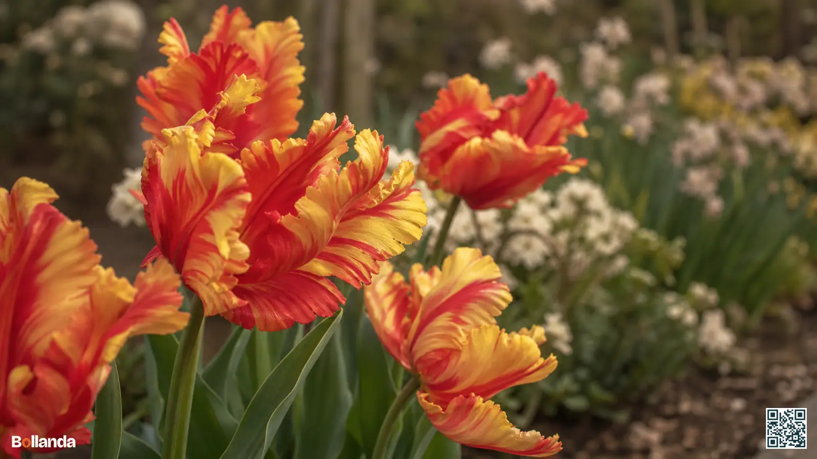 Papegaaitulpen met gekrulde en gevederde bloembladeren in felle rode en gele kleuren in een zonnige tuinborder.