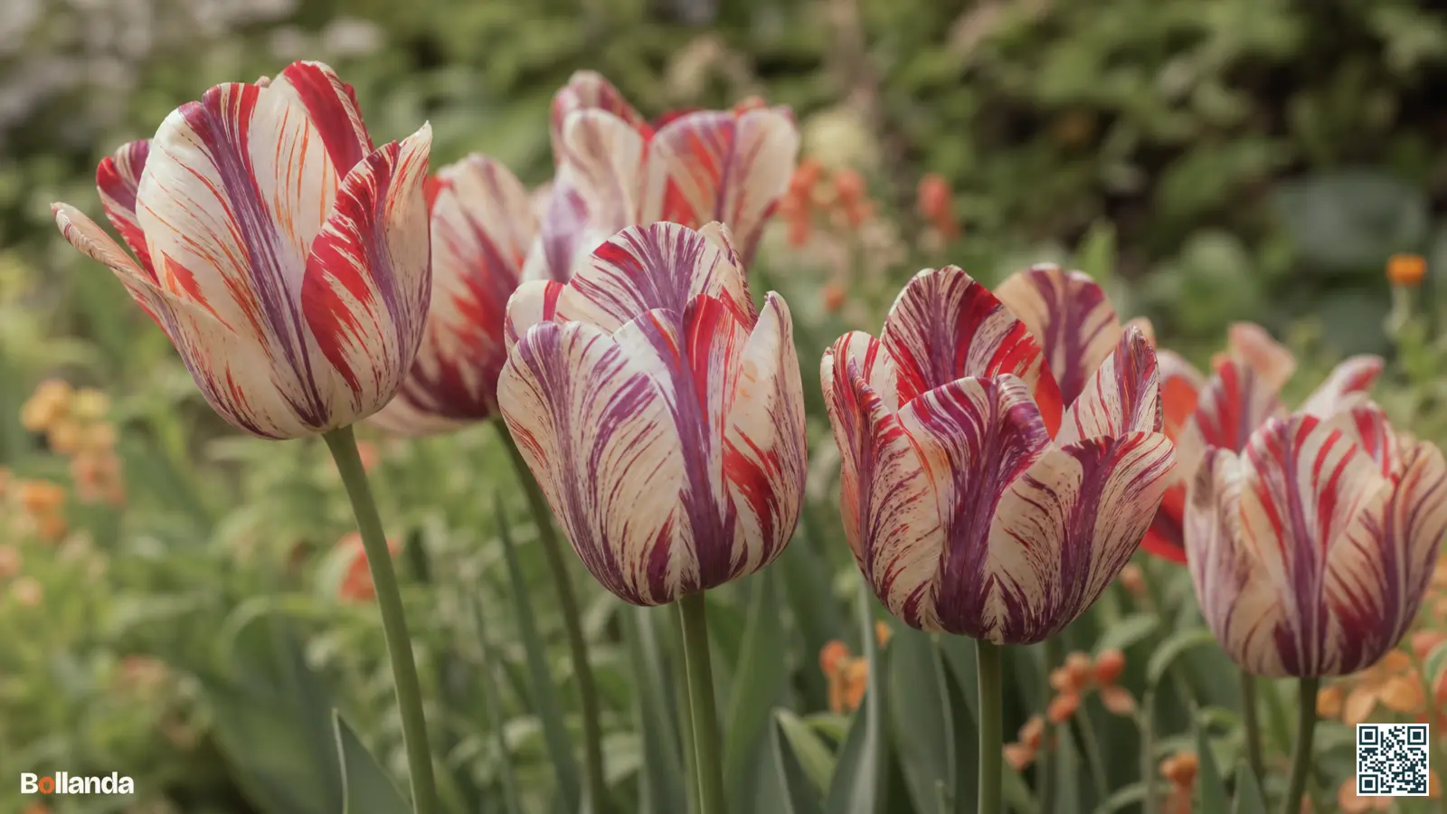 Rembrandt tulpen met gevlamde, geveerde tweekleurige bloembladeren in crème, rood en violet in een border.