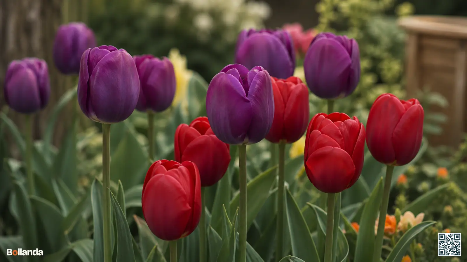 Paarse en rode Triumphtulpen met kelkvormige bloemen op stevige stelen in een Nederlandse voorjaarsborder.