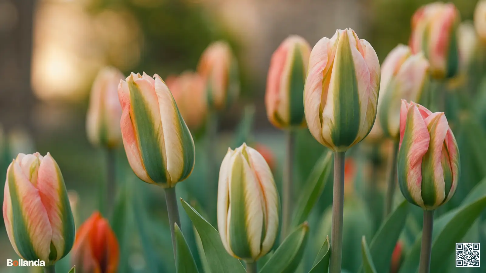 Close-up van viridiflora tulpen met crème en roze bloembladeren en een duidelijke groene vlam in een border.