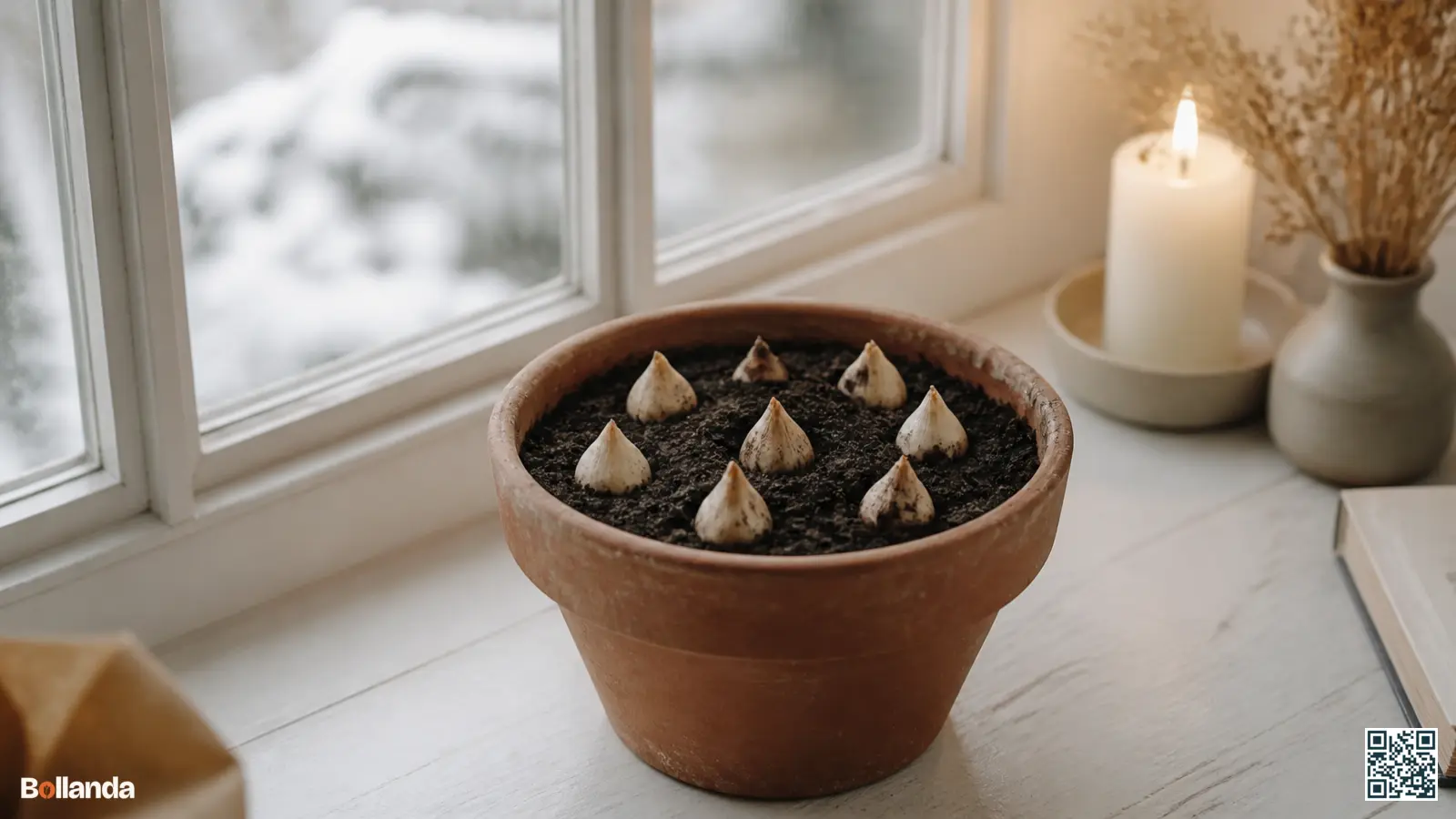 Tulpenbollen net opgepot in een terracottapot op een vensterbank, klaar om binnenshuis te broeien in de winter.