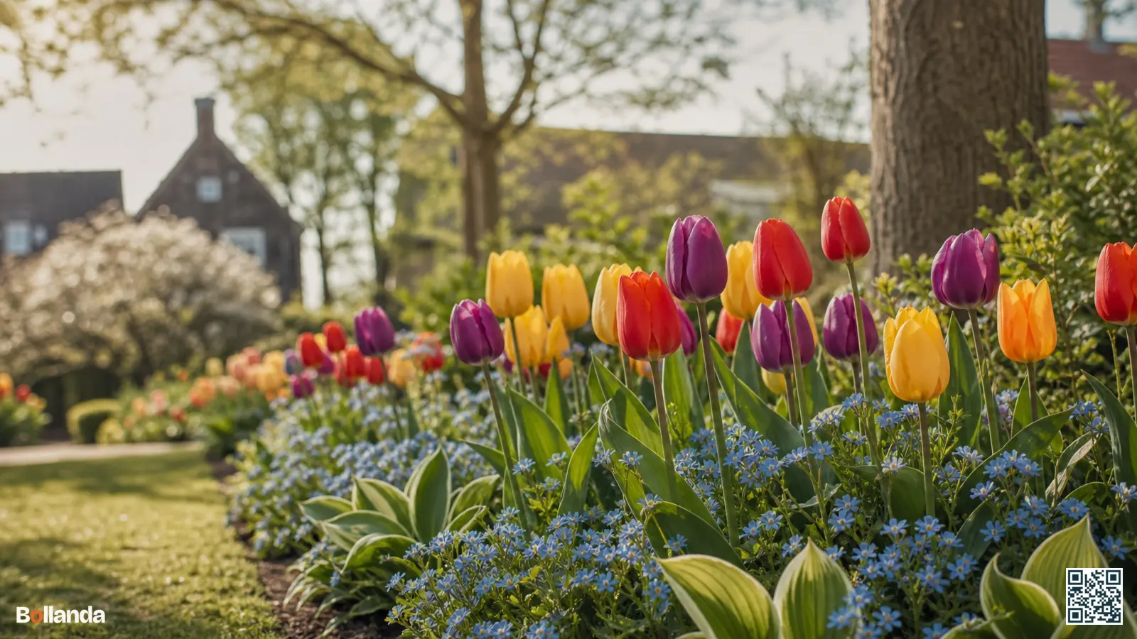 Kleurrijke tulpenborder met blauwe vergeet-mij-nietjes en uitlopend hostablad in een natuurlijke voorjaarstuin.