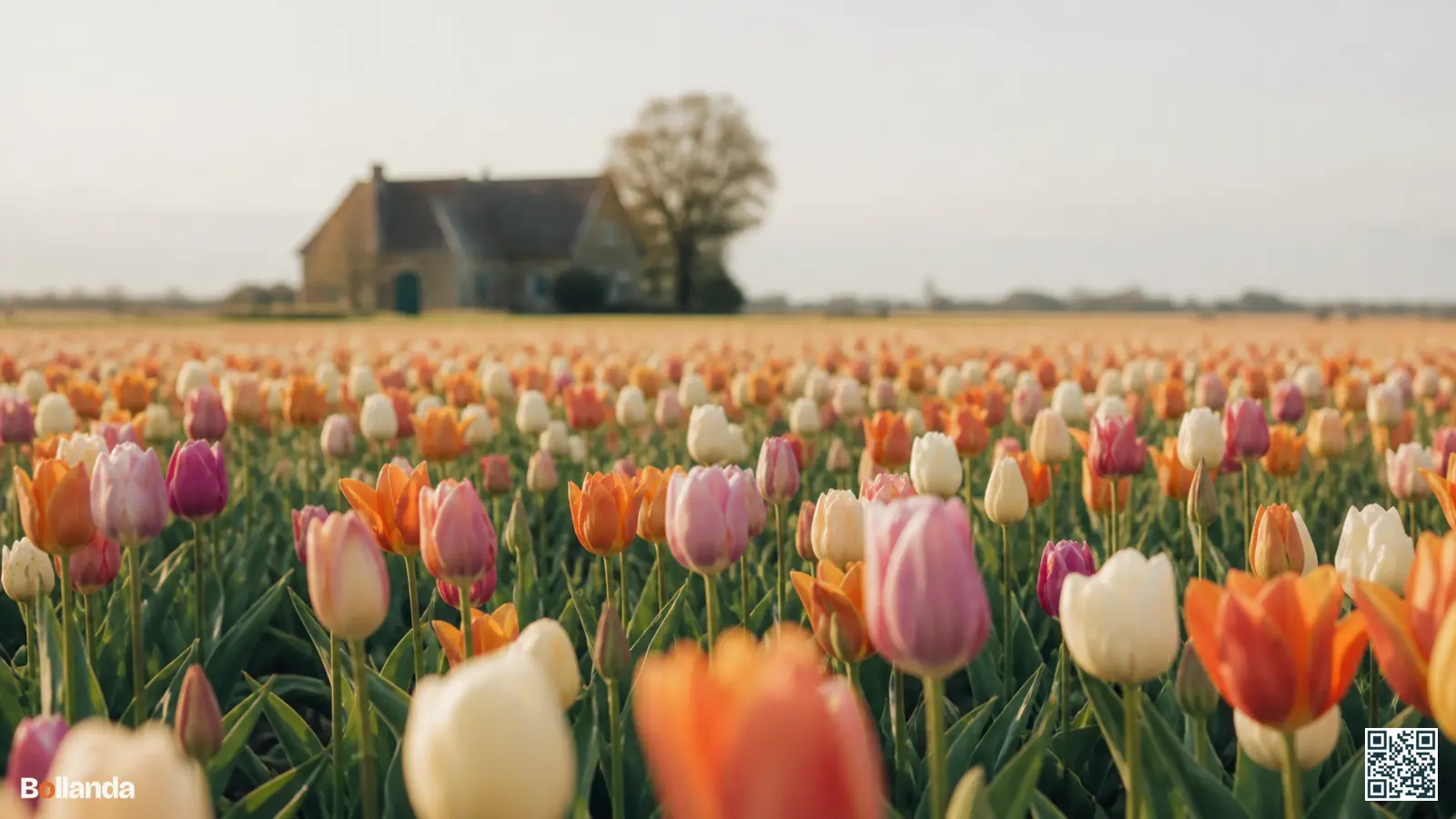 Breed Nederlands bloembollenveld met bloeiende tulpen in gemengde kleuren onder zacht ochtendlicht in het voorjaar.