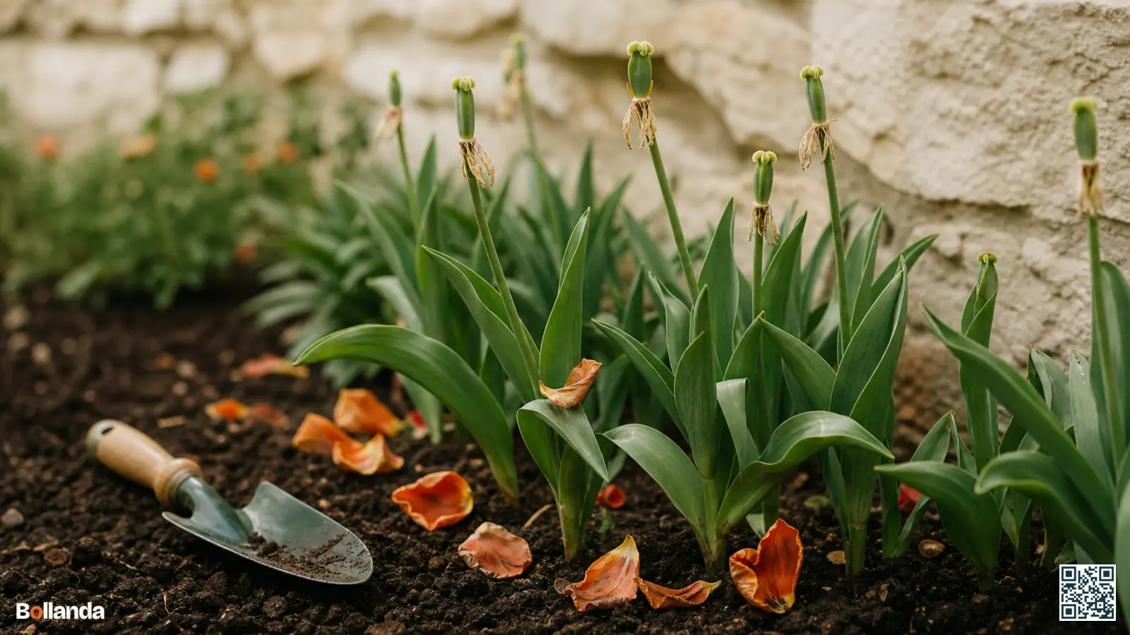 Uitgebloeide tulpen in een voorjaarsborder met afgevallen bloemblaadjes en nog gezond, rechtopstaand groen blad.
