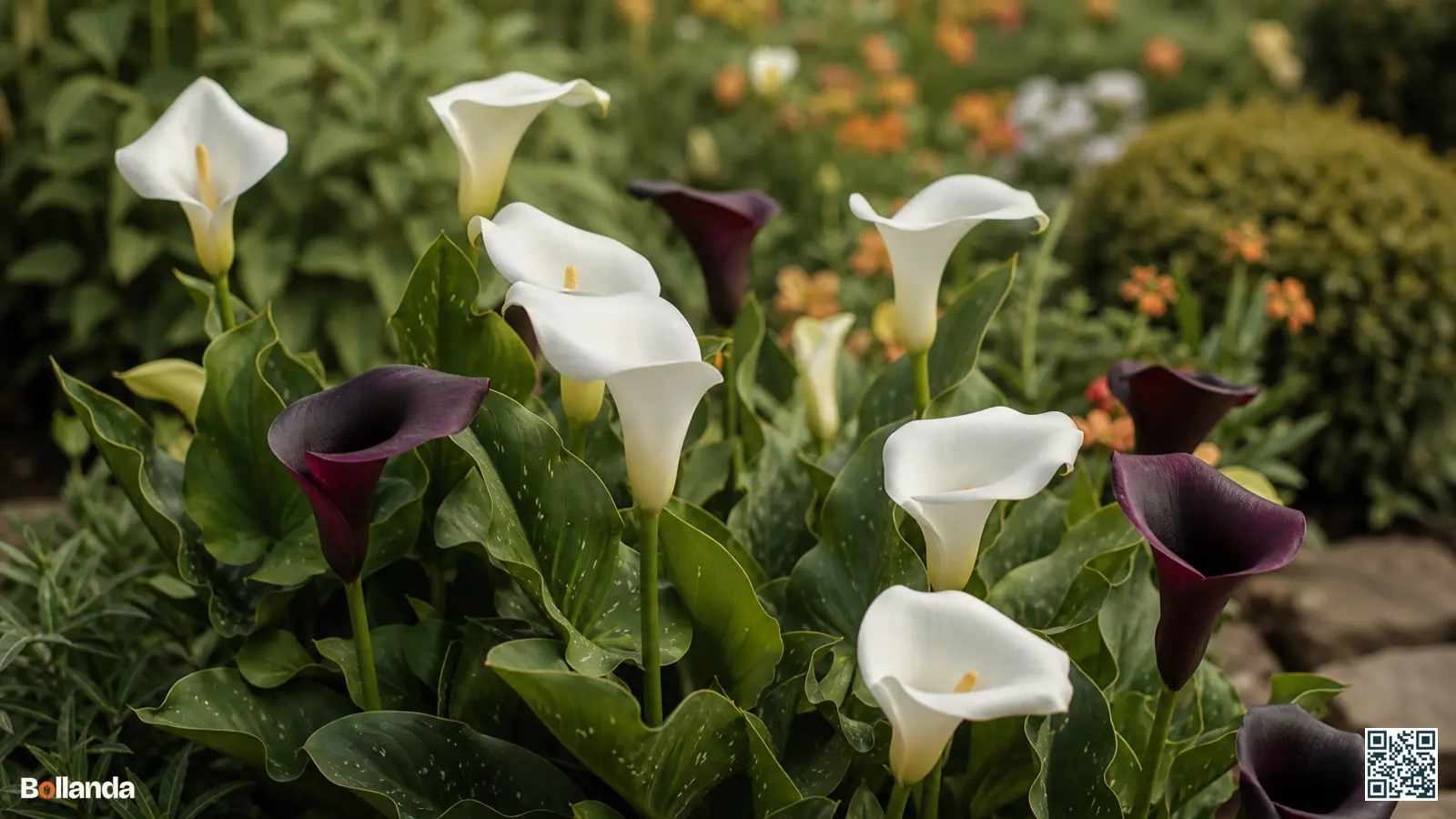 Witte aronskelk en donkere gekleurde calla hybriden bloeien samen in een zomerse border met groen blad.