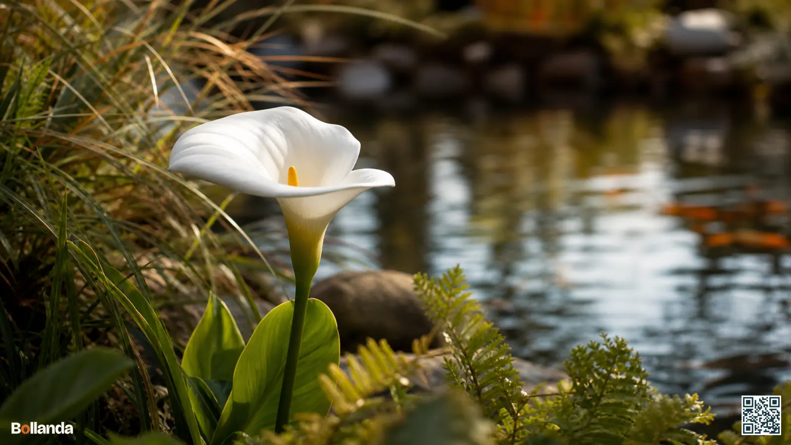 Witte calla bloeit aan de vijverrand tussen siergrassen en zacht blad in een tuin.