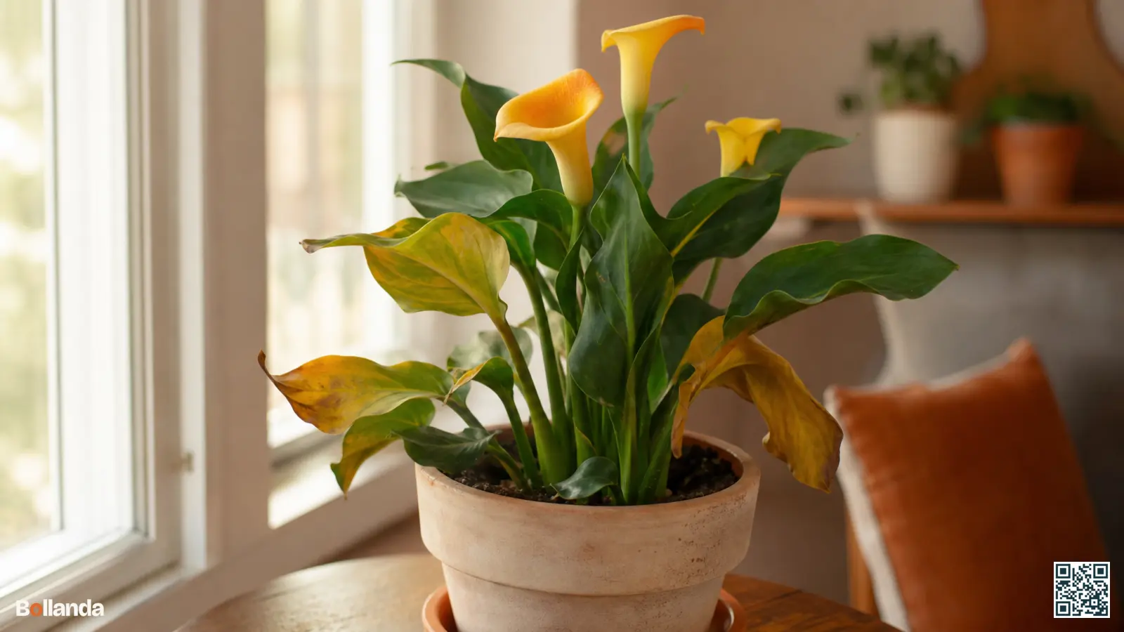Calla in pot met enkele gele bladeren naast gezond groen blad bij een licht raam.