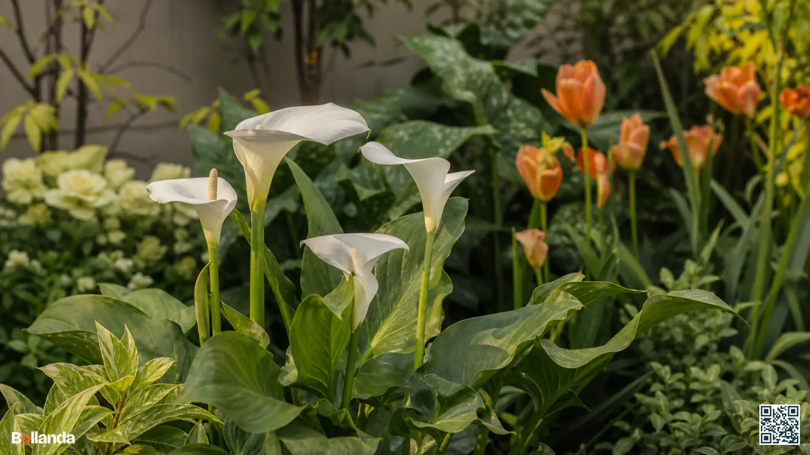 Bloeiende witte calla in een vochtige border met fris groen blad in zacht zomerlicht.