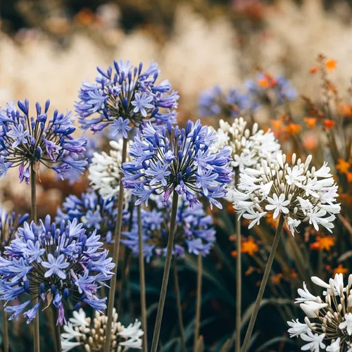 Afrikaanse lelie (Agapanthus)