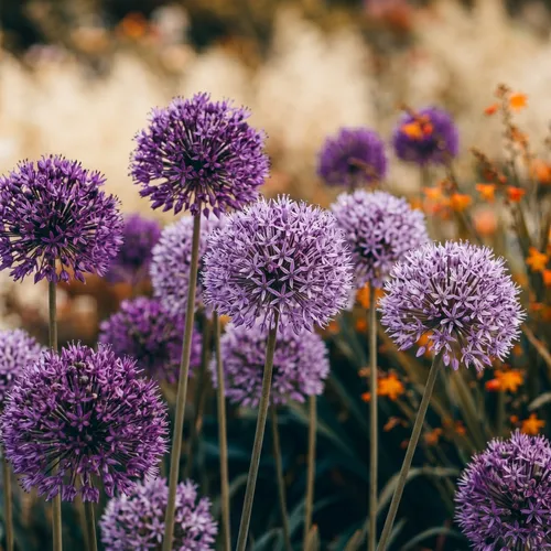Sierui (Allium)