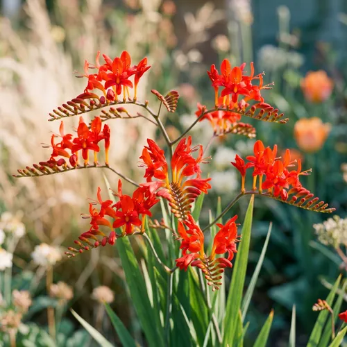 Crocosmia (Crocosmia)