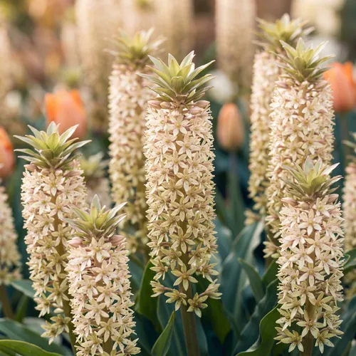 Kuiflelie (Eucomis)