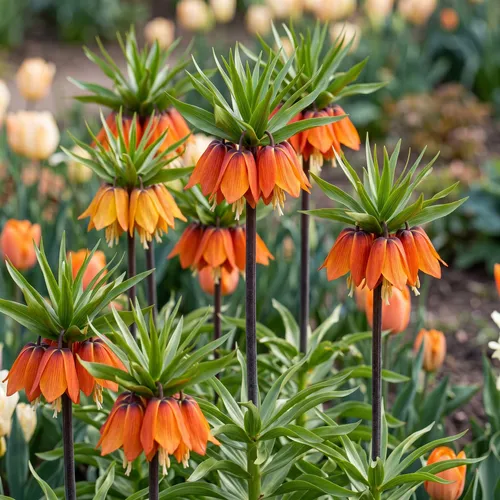 Keizerskroon (Fritillaria imperialis)