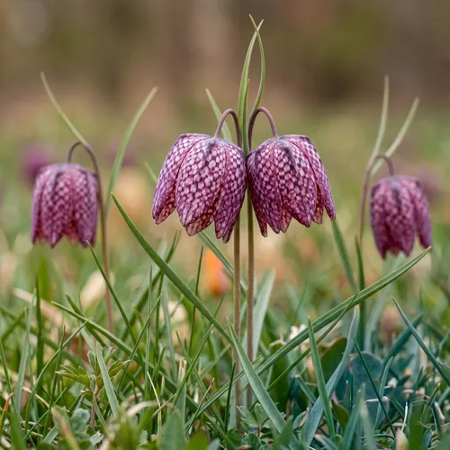 Fritillaria (Fritillaria)