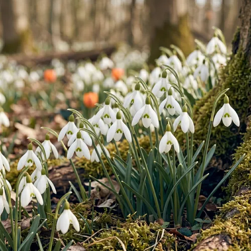 Sneeuwklokje (Galanthus)
