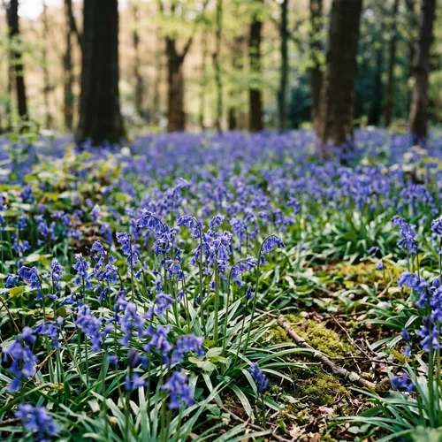 Boshyacint (Hyacinthoides)