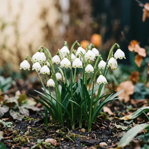 Narcisklokje (Leucojum)