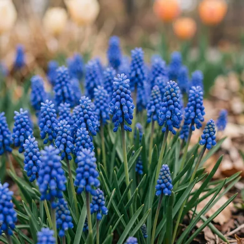 Druifhyacint (Muscari)