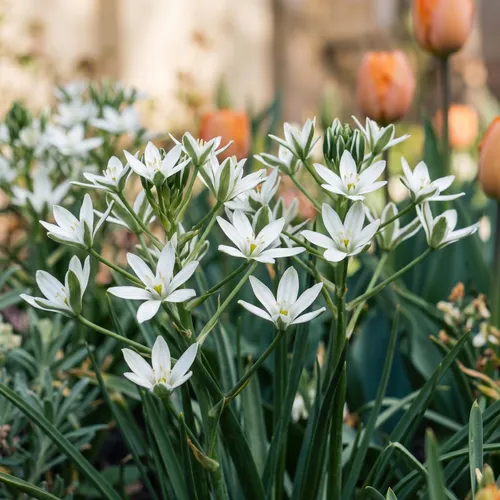 Vogelmelk (Ornithogalum)