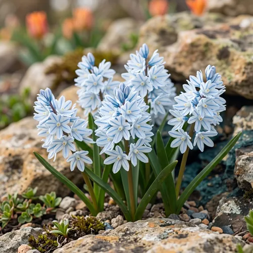 Puschkinia (Puschkinia)