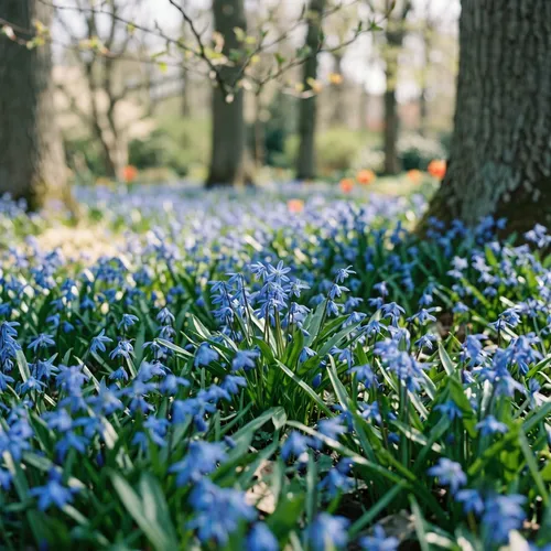 Sterhyacint (Scilla)