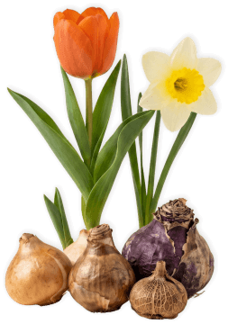 bloembollensoorten