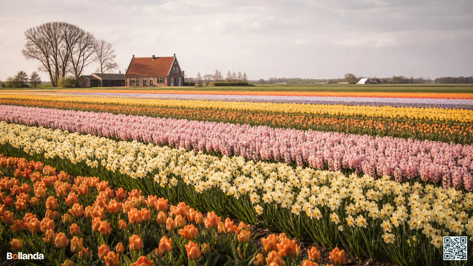 Brede bloeiende bollenvelden in het voorjaar met kleurrijke stroken tulpen, narcissen en hyacinten richting een Nederlandse boerderij.