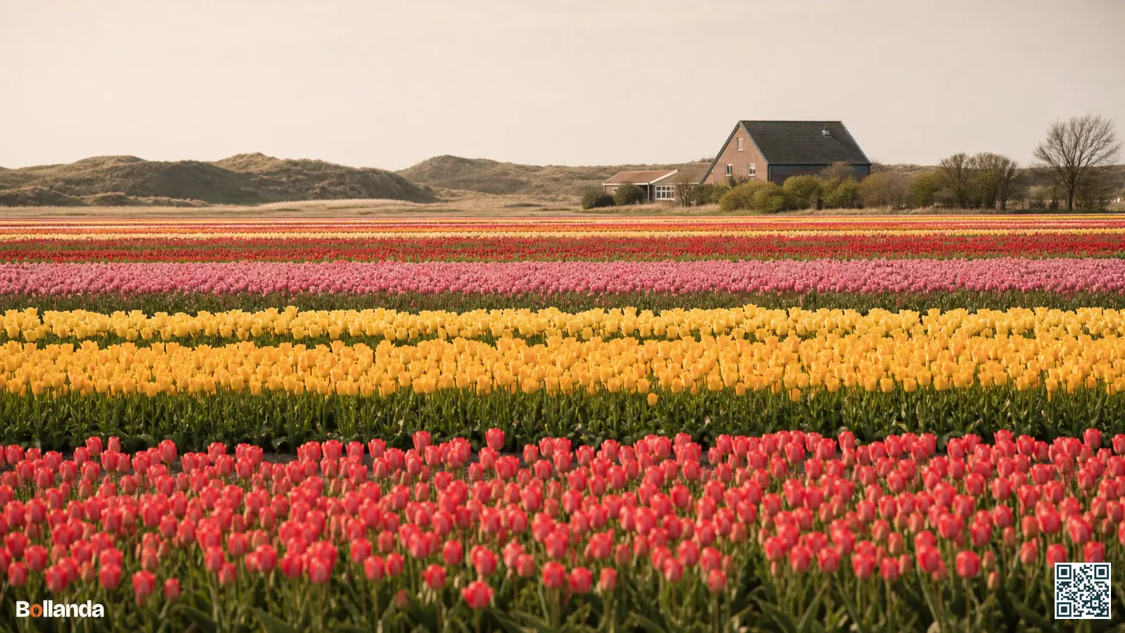 Bloeiende bollenvelden in de Bollenstreek met kleurrijke stroken tulpen en duinen op de achtergrond in het voorjaar.