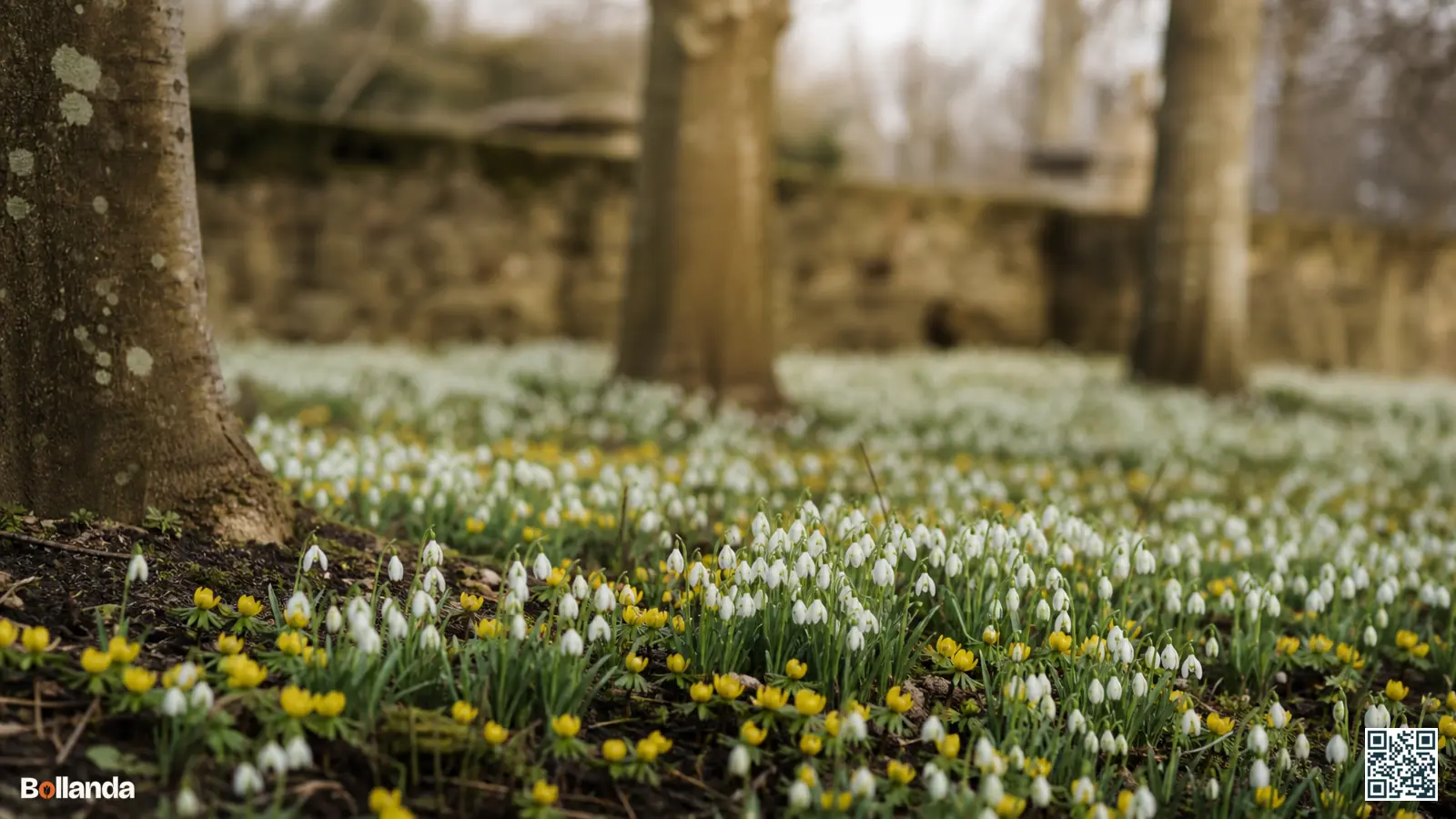 Tapijt van witte sneeuwklokjes en geel winterakoniet onder kale bomen bij een oude Friese state in het voorjaar.