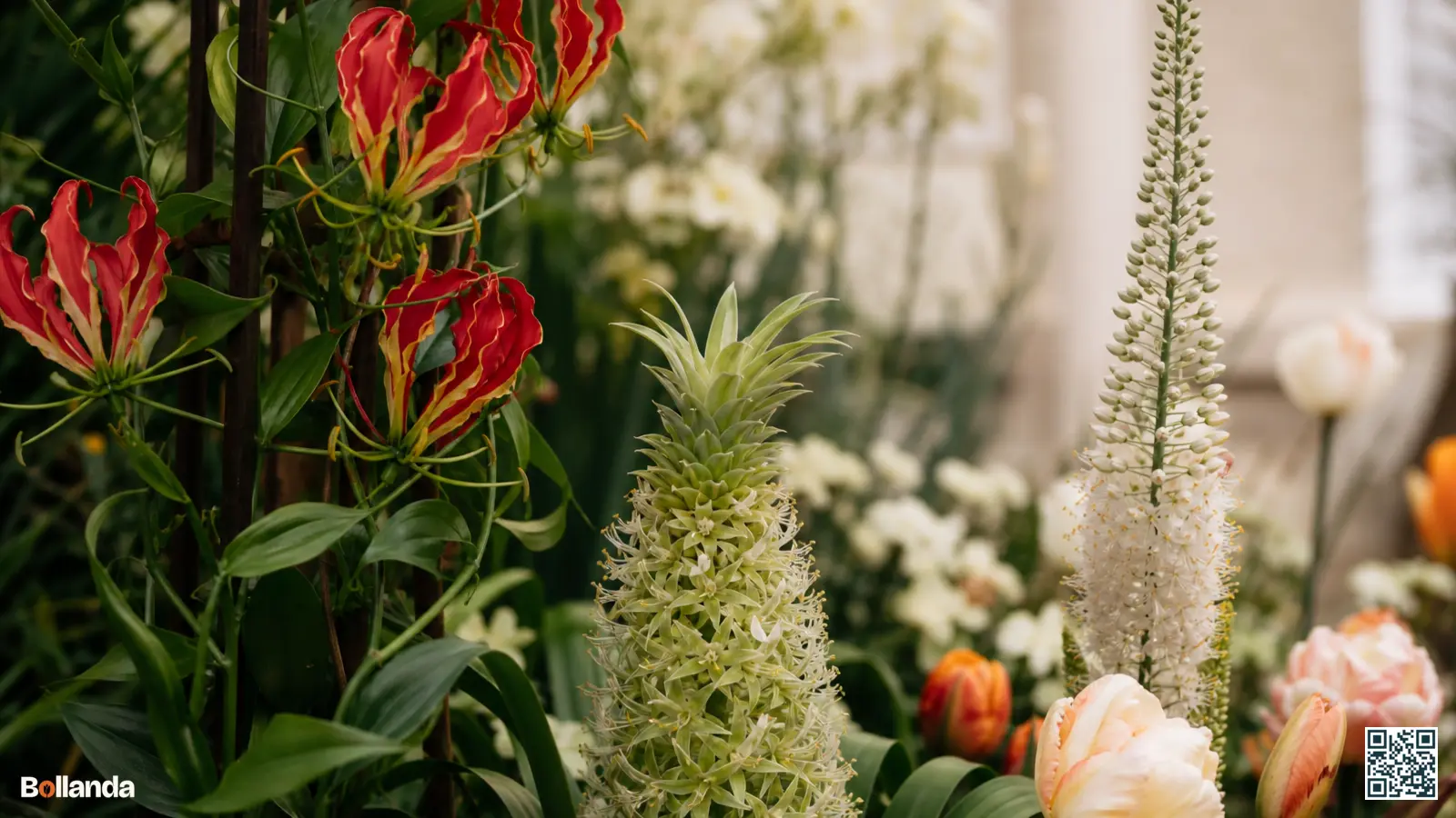 Bijzondere bloembollen in bloei in een border met klimmende gloriosa, kuiflelie en hoge eremurus tussen groen.