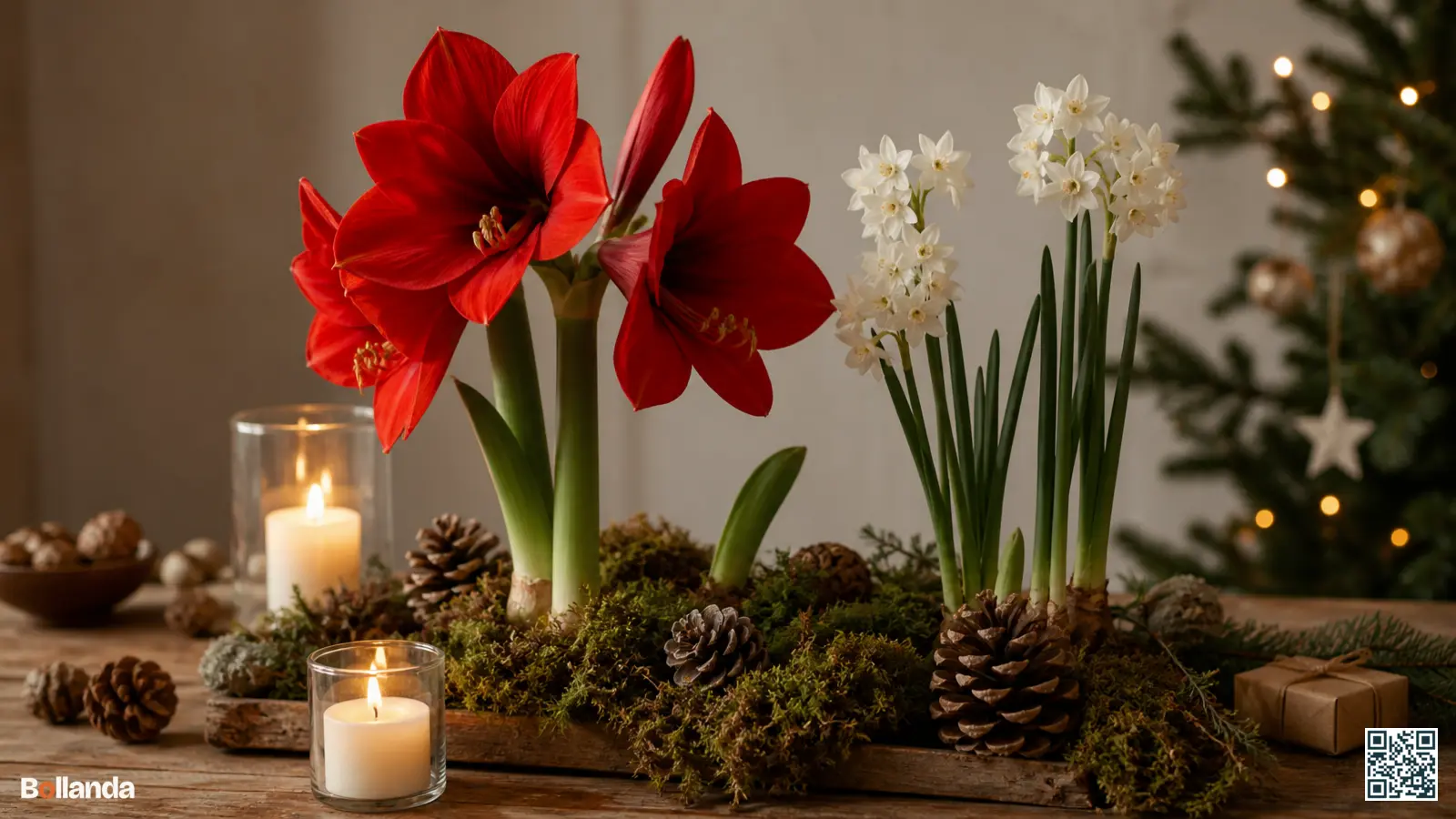 Bloeiende rode amaryllis en witte paperwhites op een kersttafel met mos, dennenappels en kaarslicht.