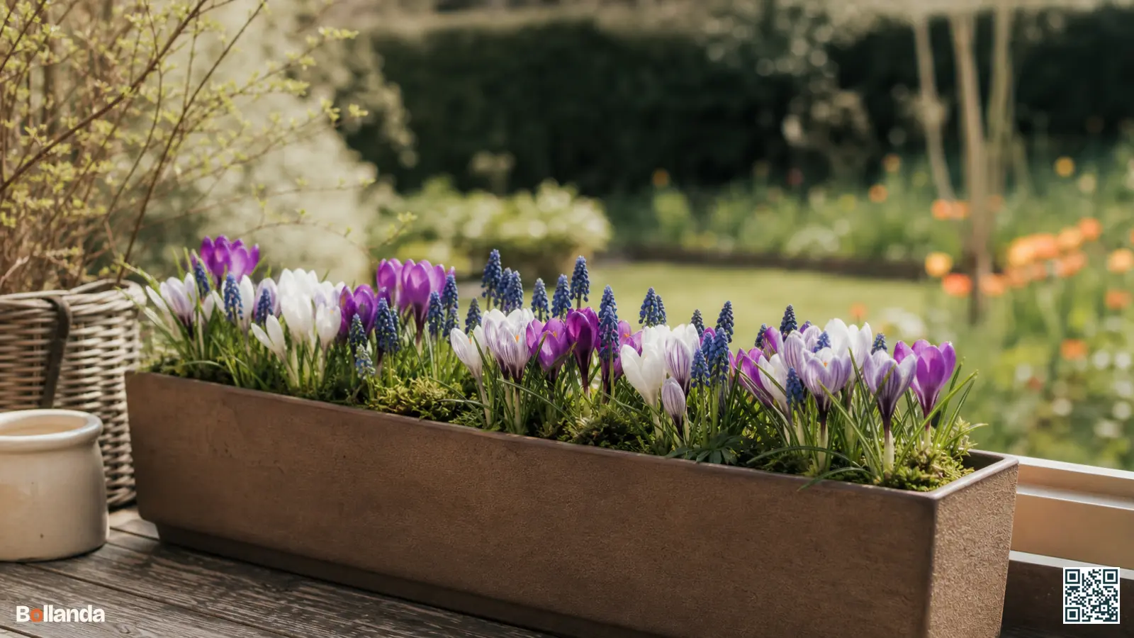 Langwerpige bloembak met bloeiende krokussen en druifhyacinten op een terras met een wazige tuin op de achtergrond.