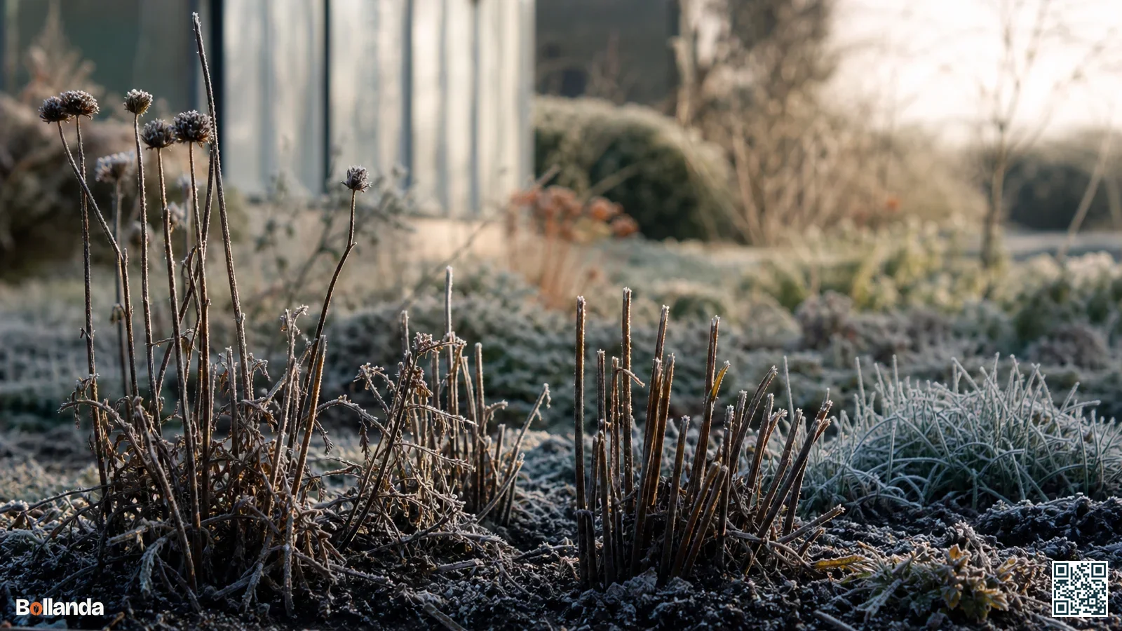 Berijpte tuinborder met verwelkte dahliastengels en kale planten bedekt met een dunne laag ijskristallen in de winter