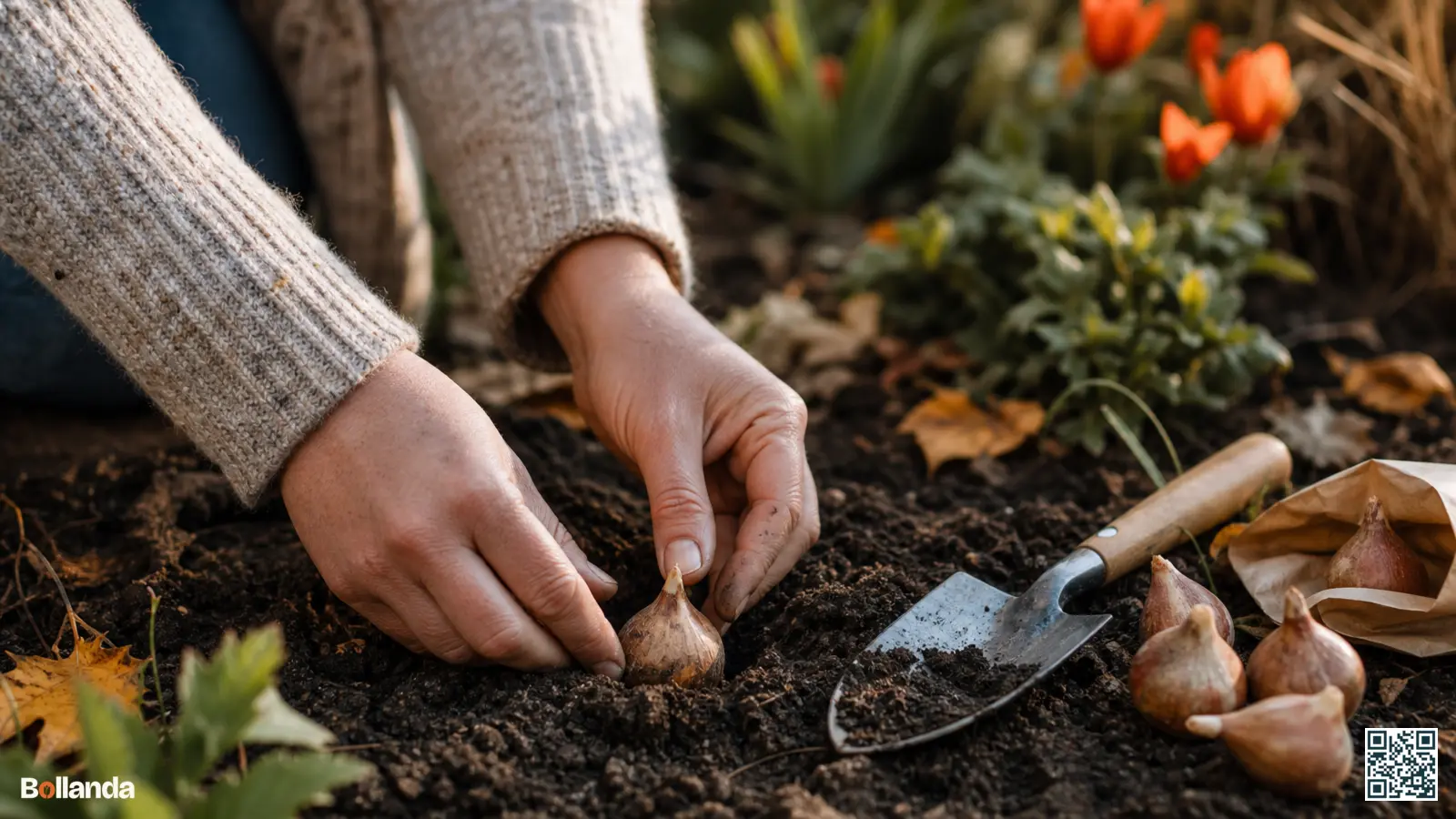 Handen die een bloembol met de punt omhoog in de herfstgrond planten, met schepje en bollen ernaast.