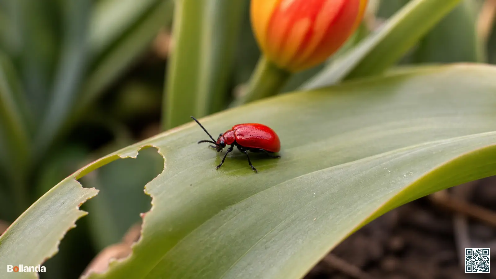 Felrode leliehaantje kever zit op een groen leliebald met aangevreten bladranden in een tuin.
