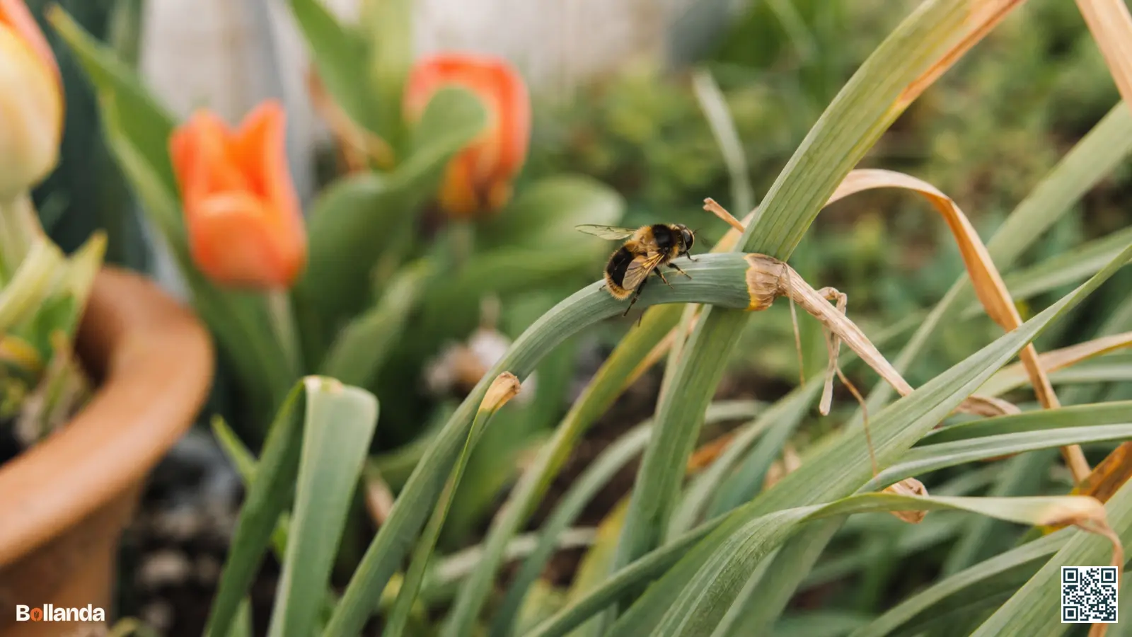 Een op een hommel lijkende narcissenvlieg rust op het vergelende blad van een narcis in een voorjaarsborder.