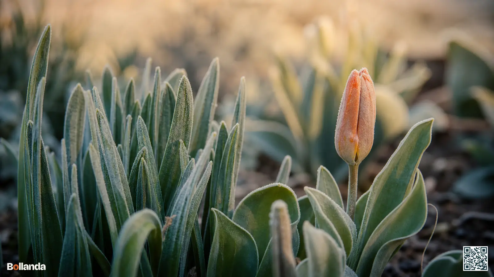 Jong voorjaarsblad en een tulpenknop bedekt met lichte ochtendvorst in een tuinborder, met glazig ogend blad.
