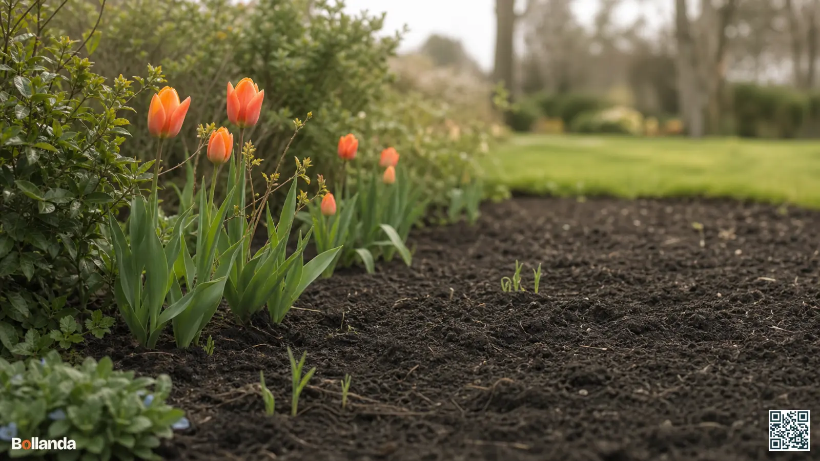 Kale plek in een voorjaarsborder waar tulpen niet opkwamen, met enkele misvormde spruiten aan de rand.