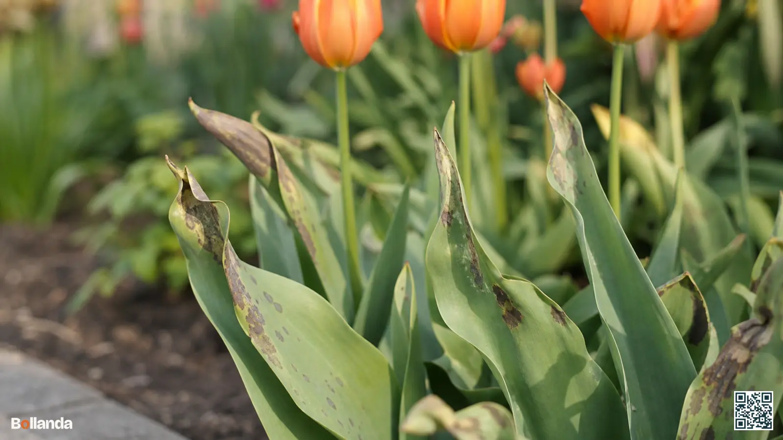 Close-up van tulpenblad met grijsbruine vuurvlekken door tulpenvuur in een Nederlandse tuinborder.
