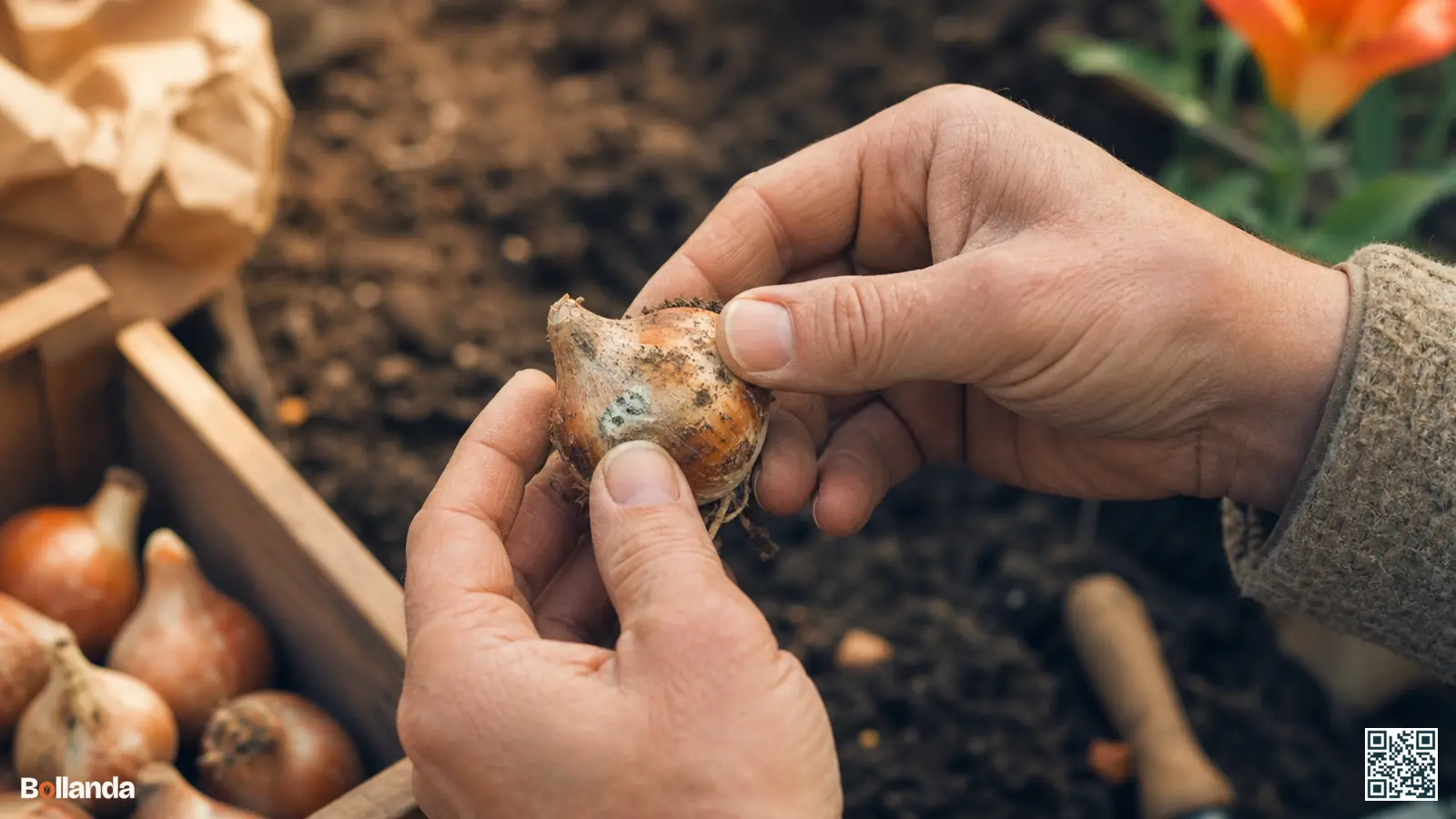 Handen houden een bloembol met een zachte rotplek en lichte schimmel boven herfstgrond ter inspectie.