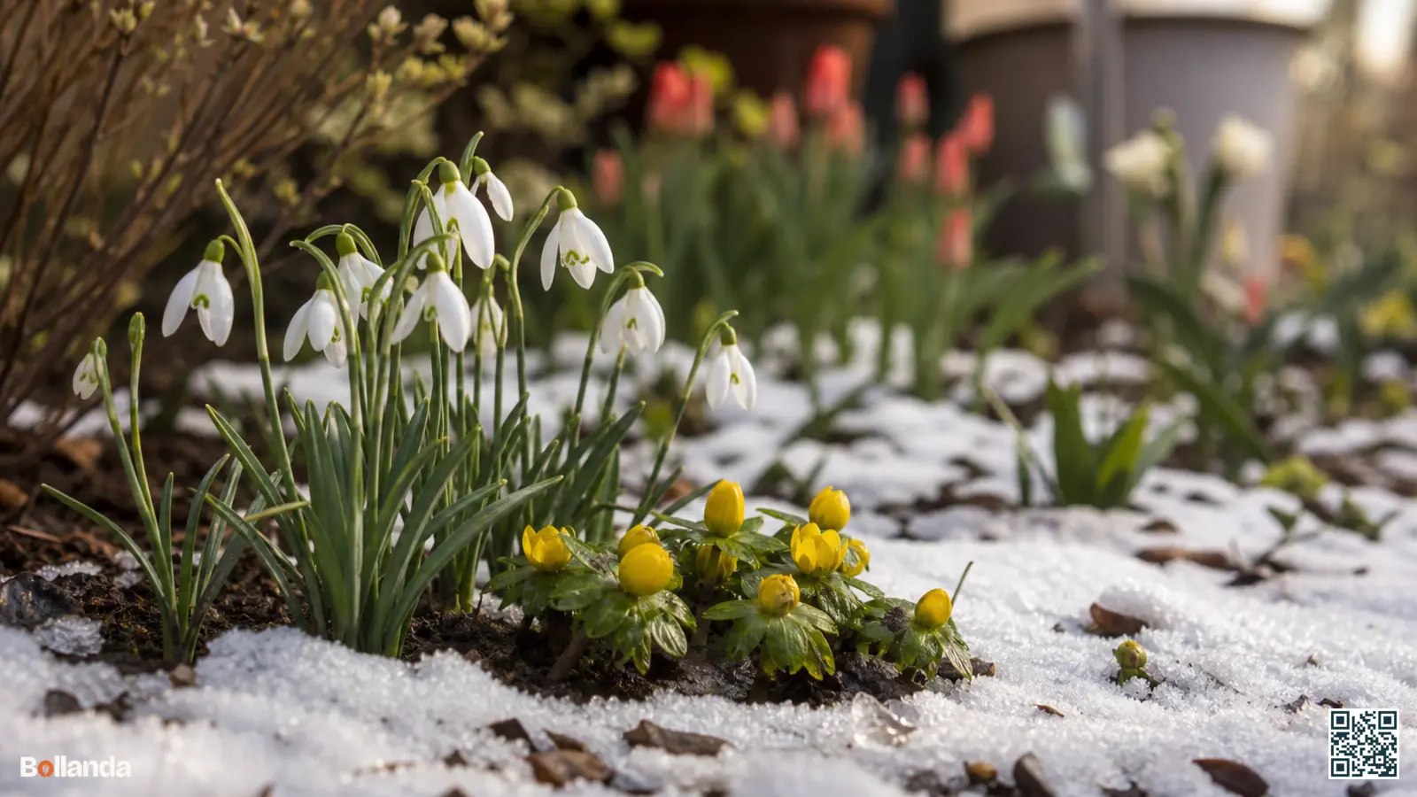 Witte sneeuwklokjes en gele winterakoniet bloeien door een dun laagje smeltende sneeuw in een winterse tuin.