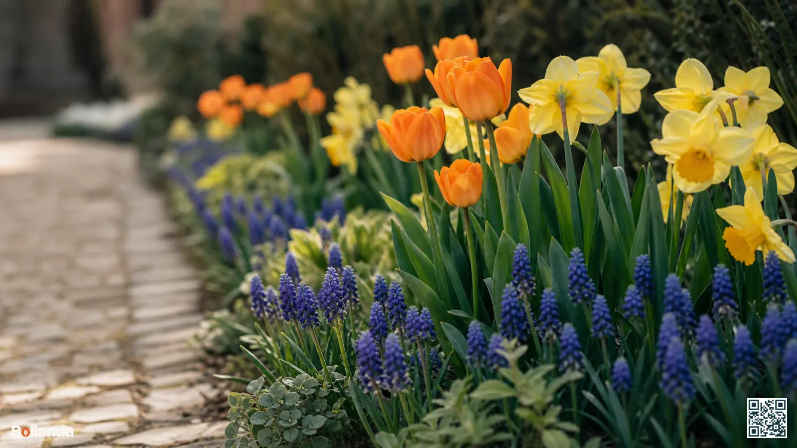 Voorjaarsborder met paarse druifhyacinten, gele narcissen en oranje tulpen in harmonieuze kleurgroepen met fris groen blad.