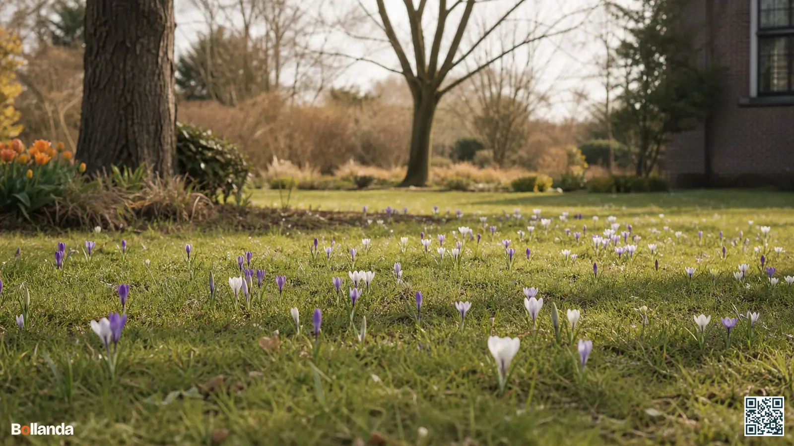Verwilderde paarse en witte krokussen verspreid in voorjaarsgras met kale bomen vaag op de achtergrond.
